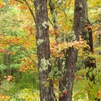 Fall Foliage Tree