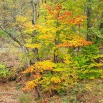 Fall foliage tree